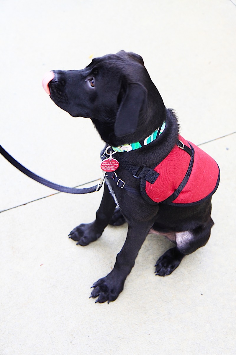 Assistance dog in training vest